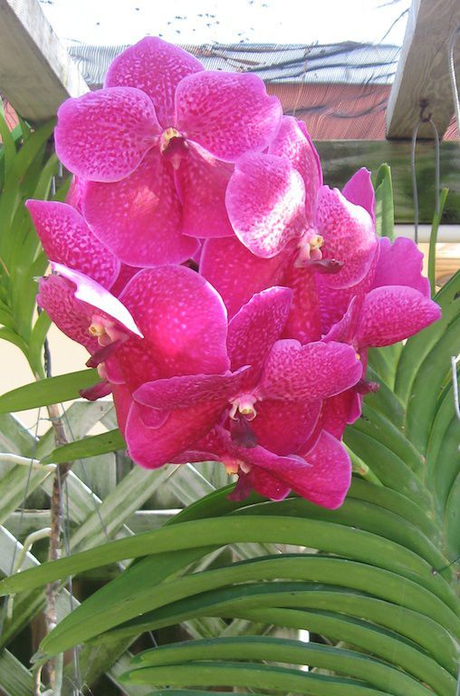 vanda orchid care instructions