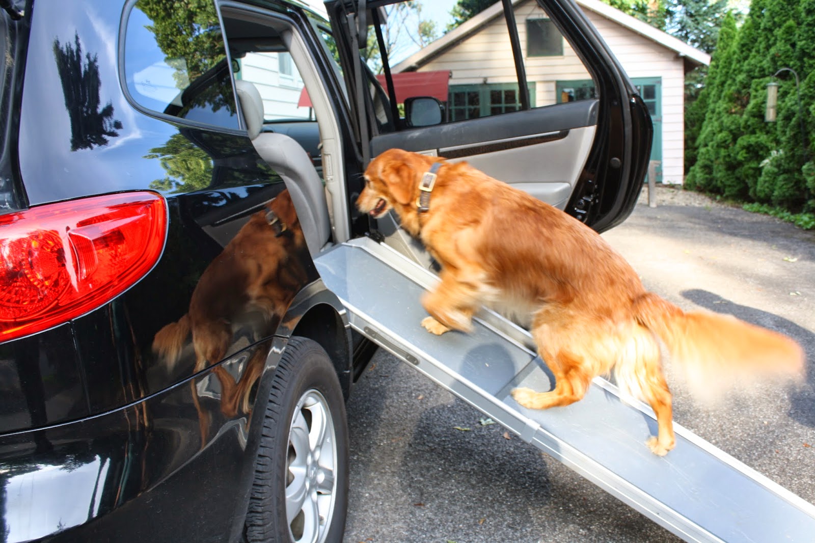 solvit dog car seat instructions
