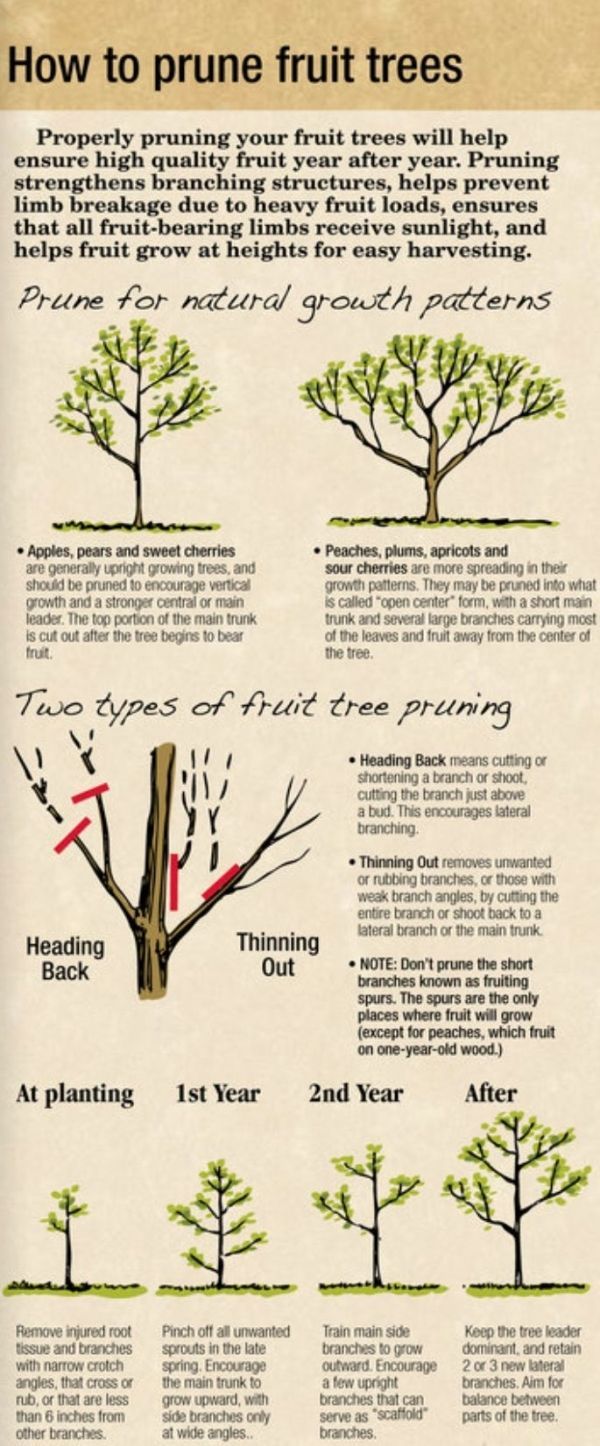 fruit tree pruning instructions